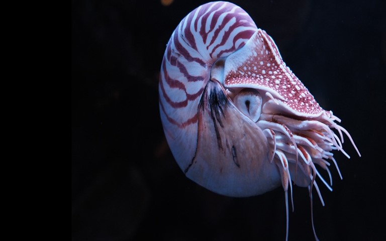The Mollusks - 488 Million Years Ago